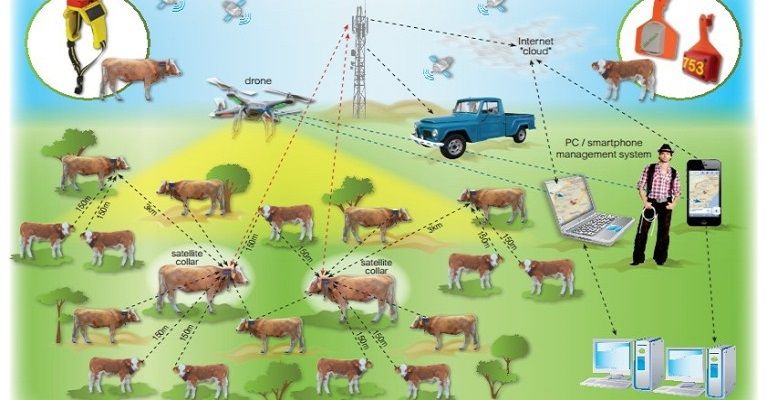 Telefónica conecta al ganado con el Internet de las Cosas