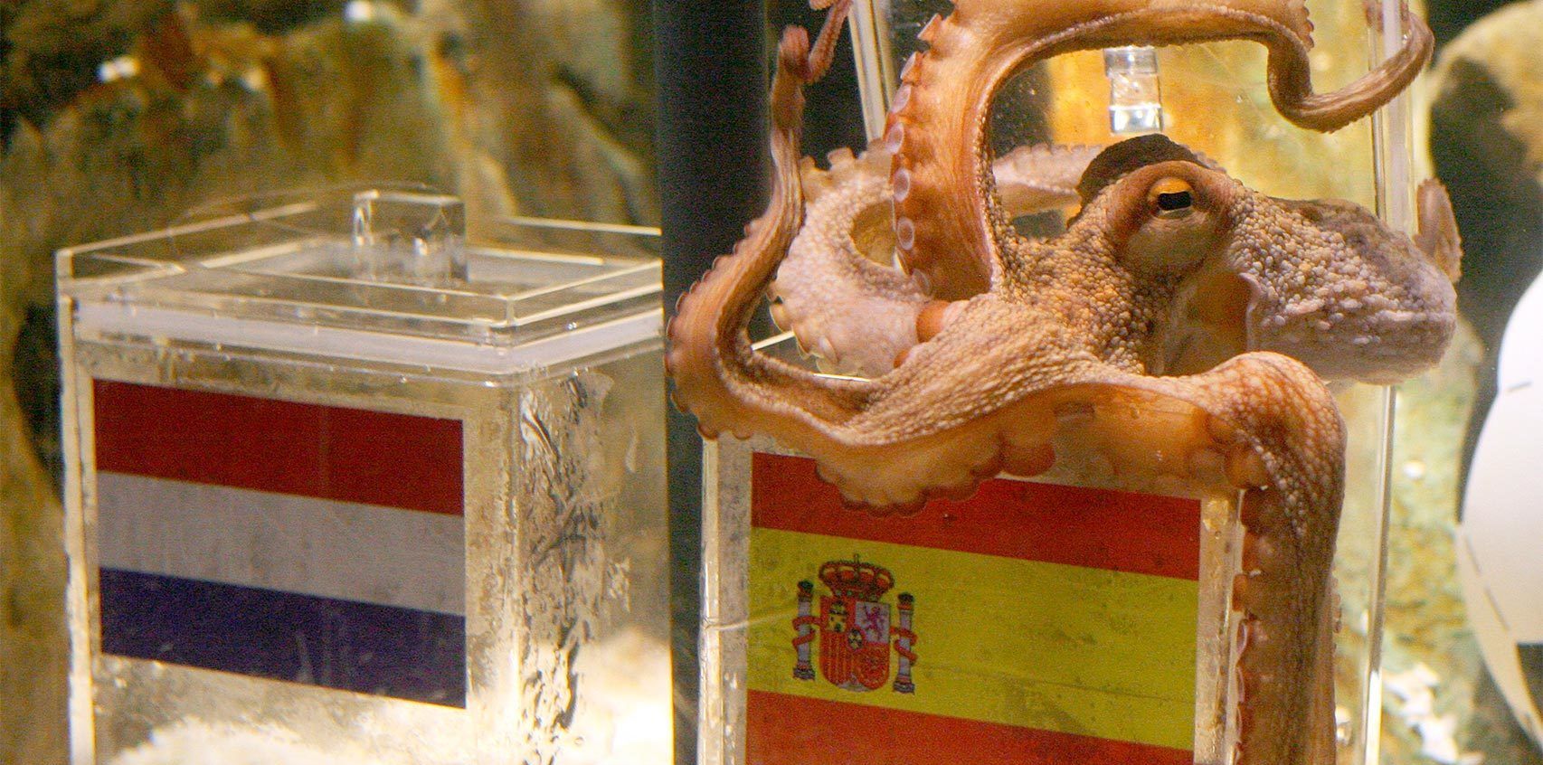 Y luego está el pulpo que adivinó el Mundial de España...