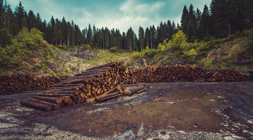 SAS e IIASA llaman al uso de inteligencia artificial colaborativa para monitorizar la deforestación